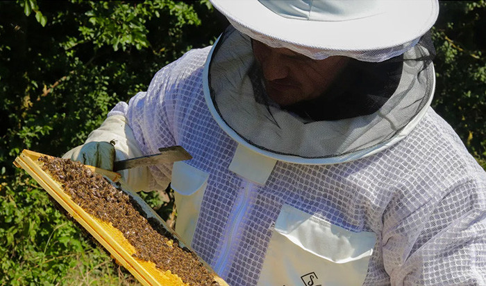 Monthly Hive Inspection